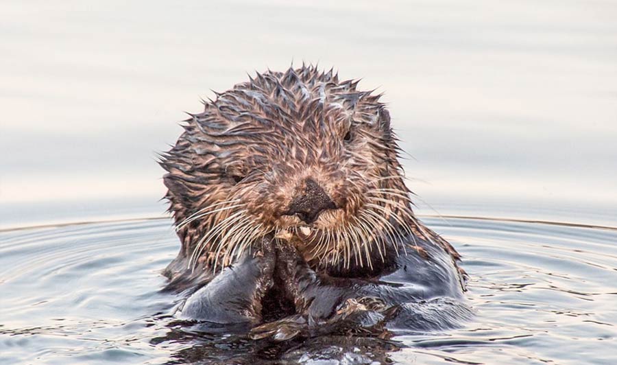 Fischotter bei Seward, Alaska