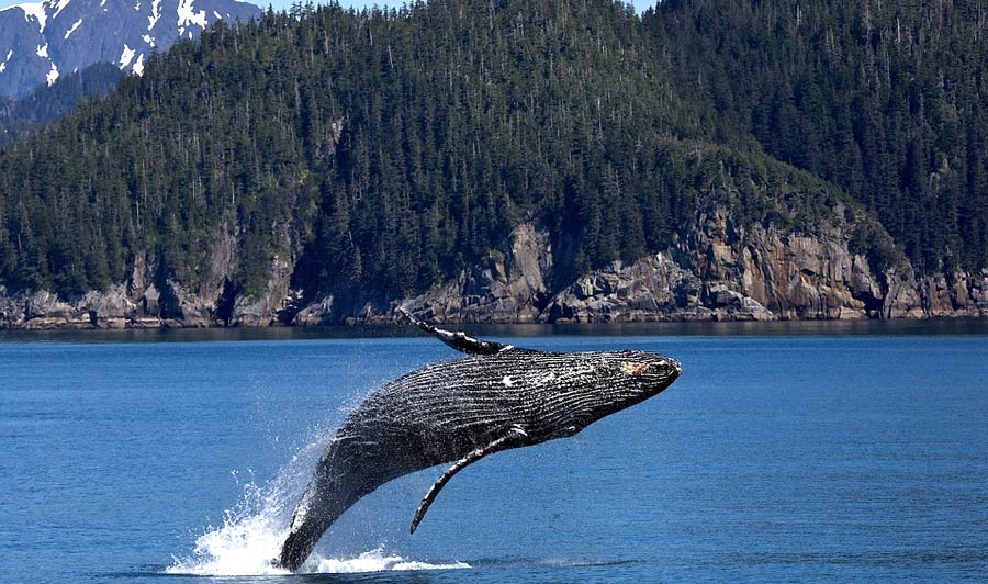 Buckelwal in den Kenai Fjords