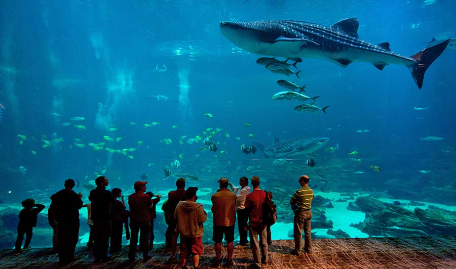 Absolut spektakulär: das Georgia Aquarium in Atlanta