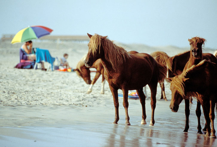 Wildpferde auf Assateague Island, Maryland