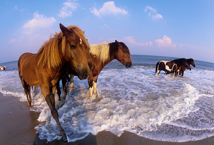 Wildpferde auf Assateague Island, Maryland