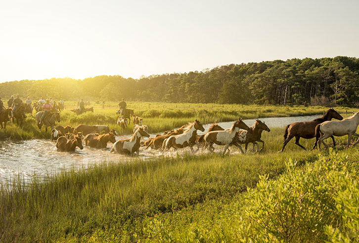 Wilde Ponys auf Chincoteague Island