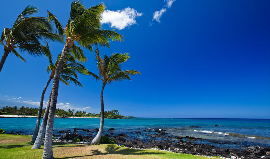 Palmen an der Kohala Küste, Hawaii Island