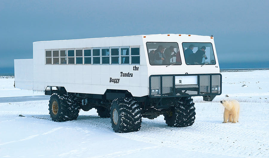 Neugieriger Eisbär überprüft das Tundra-Gefährt