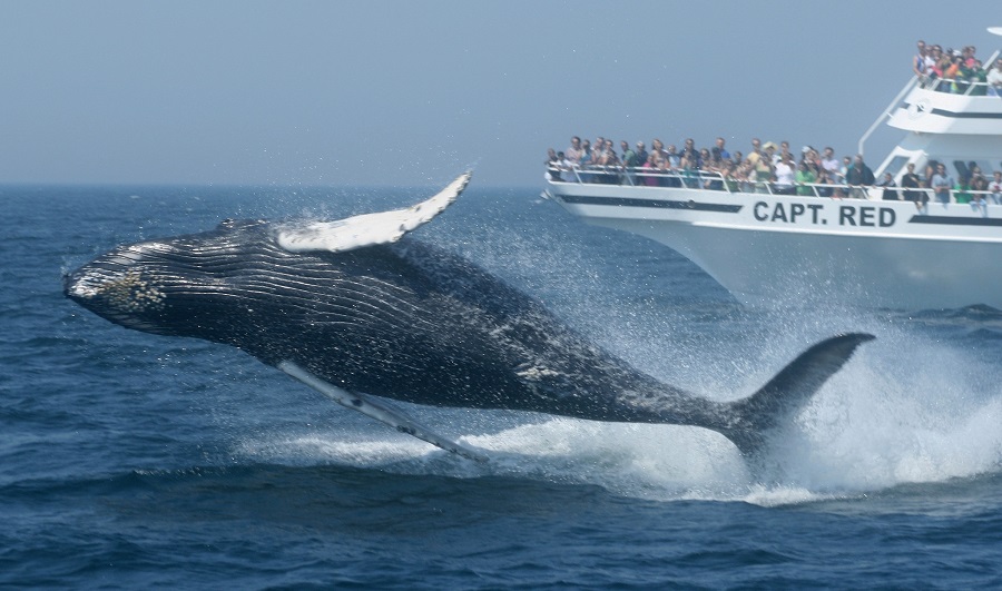 Whale Watch Dolphin Fleet, Cape Cod