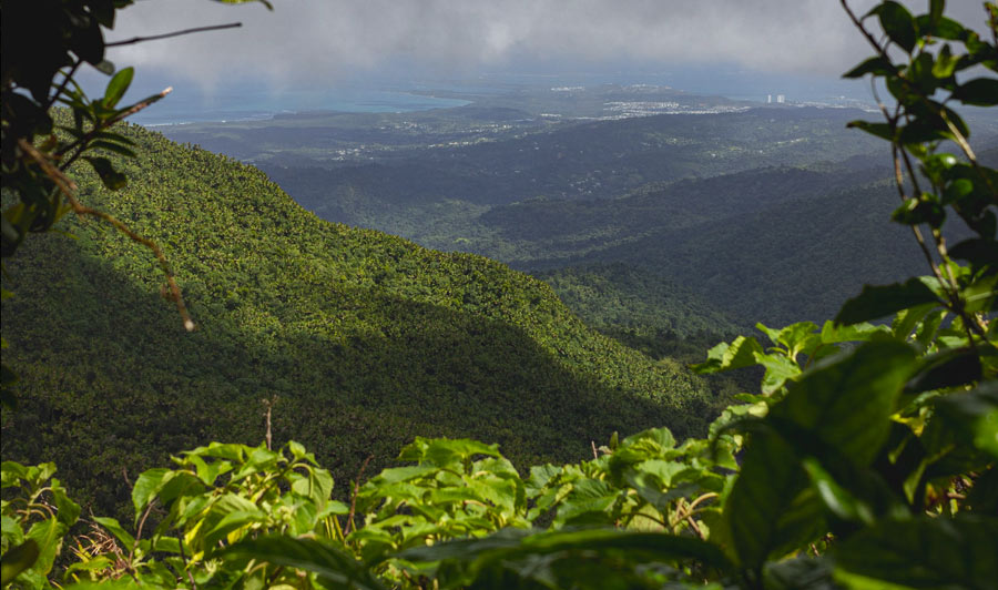 El Yunque Nationalpark - tropischer Regenwald